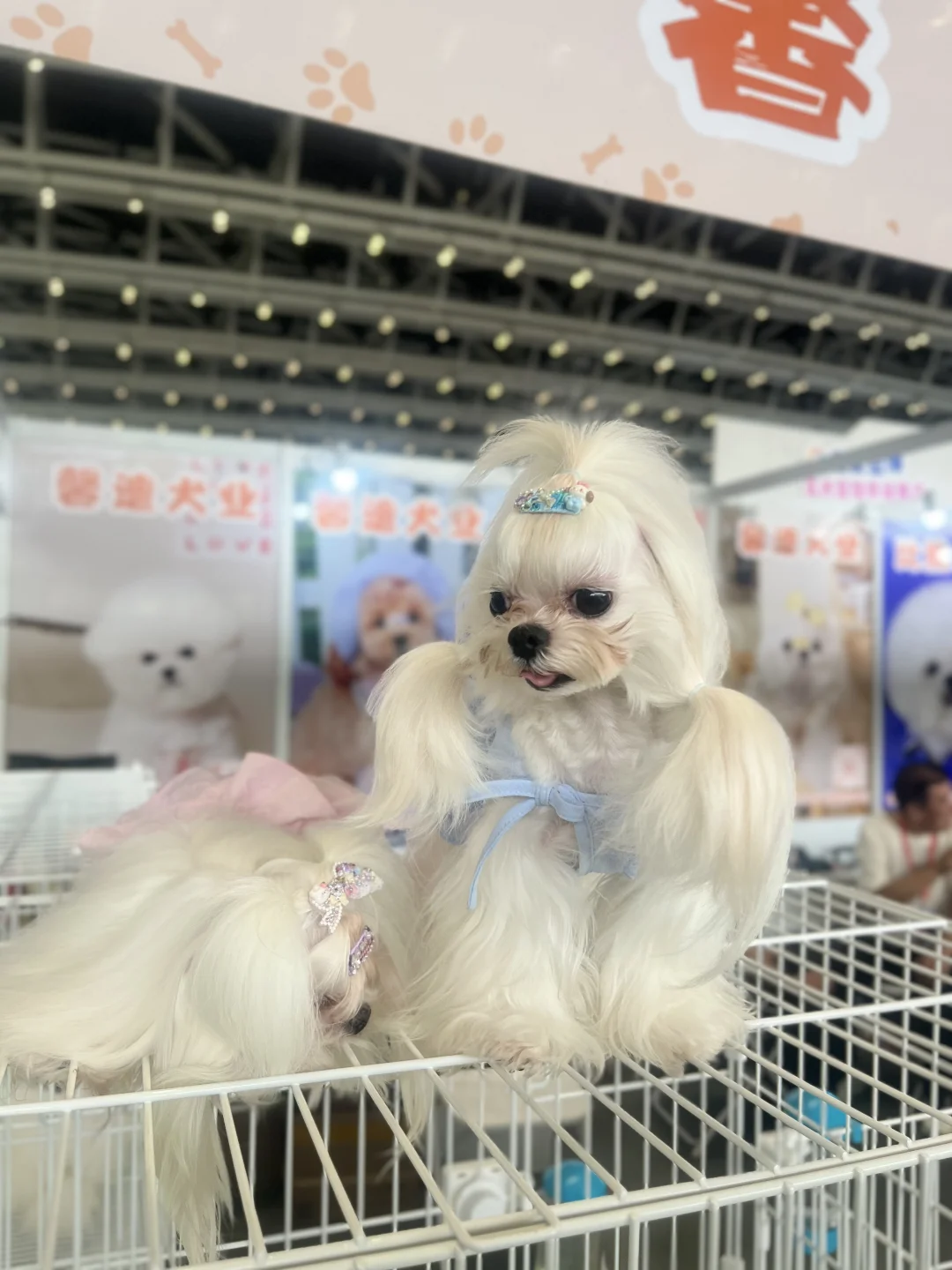 第二年参加西安丝绸之路博览会看到的喵狗