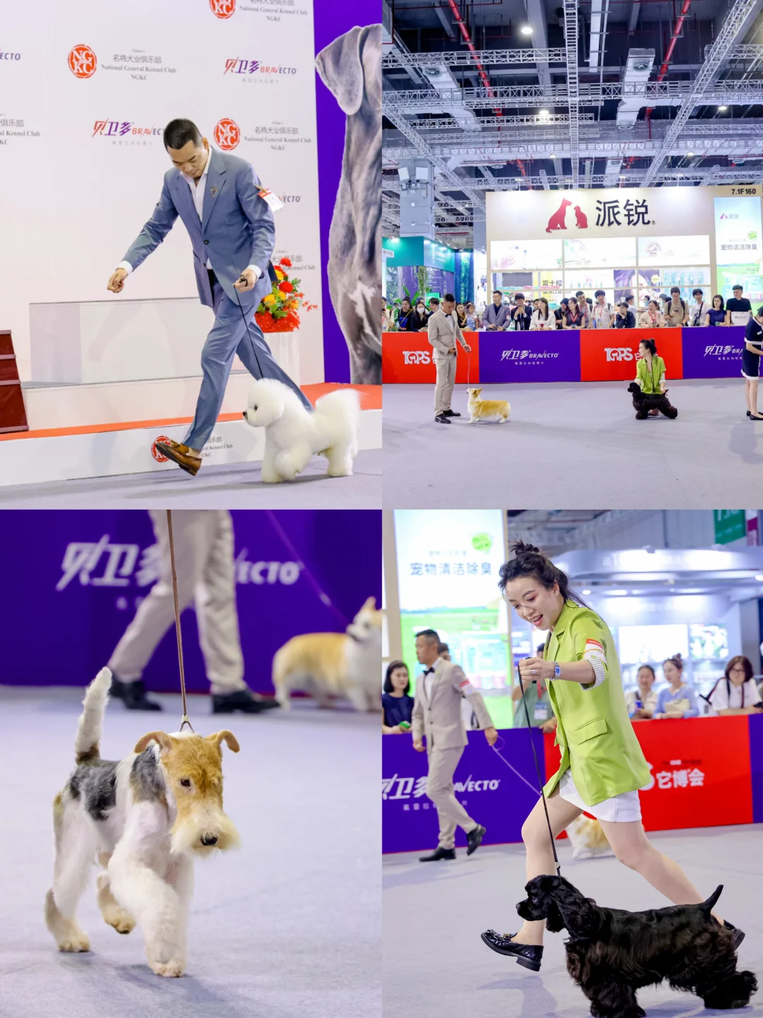 好开心来了上海它博会！