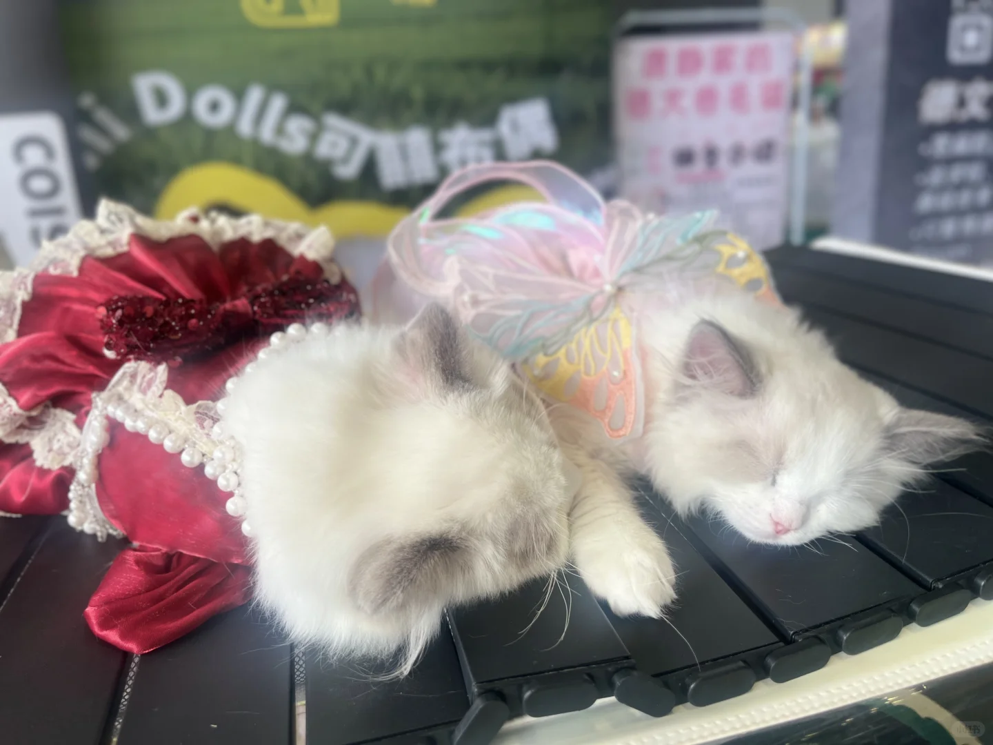 第二年参加西安丝绸之路博览会看到的喵狗