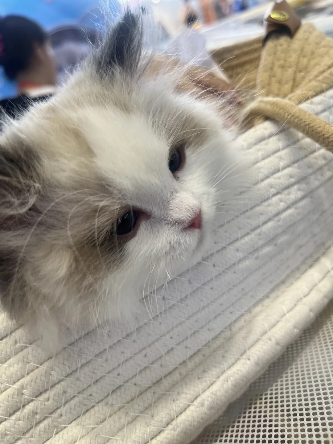 第二年参加西安丝绸之路博览会看到的喵狗