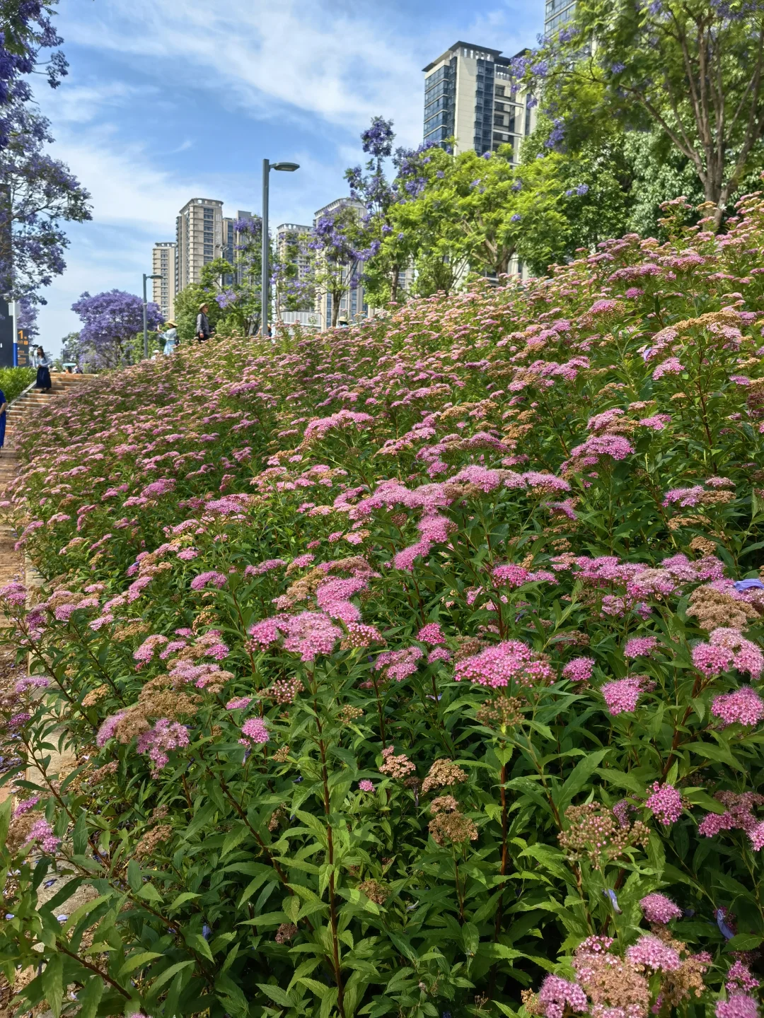 25.05.12滇池路会展中心蓝花楹