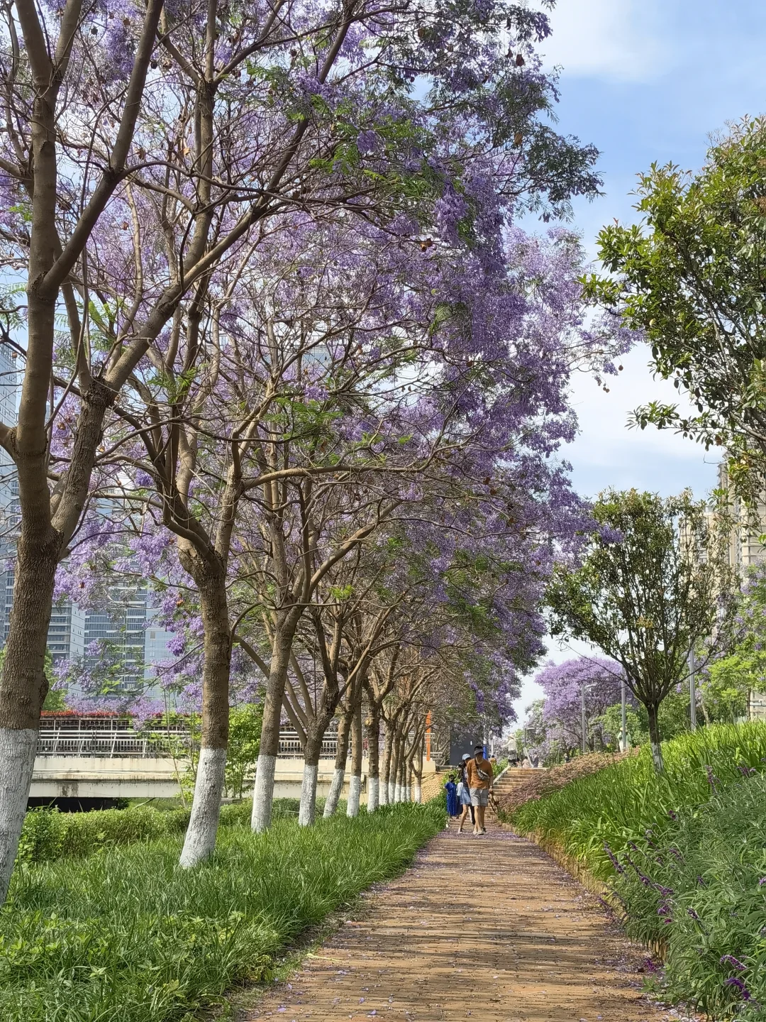 25.05.12滇池路会展中心蓝花楹