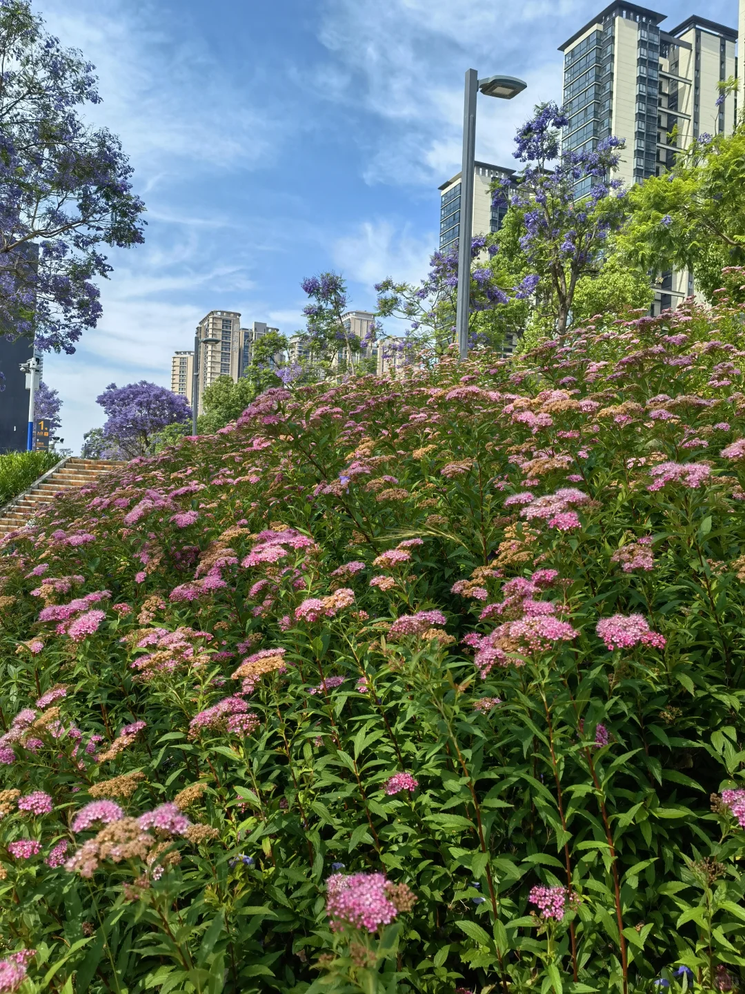 25.05.12滇池路会展中心蓝花楹