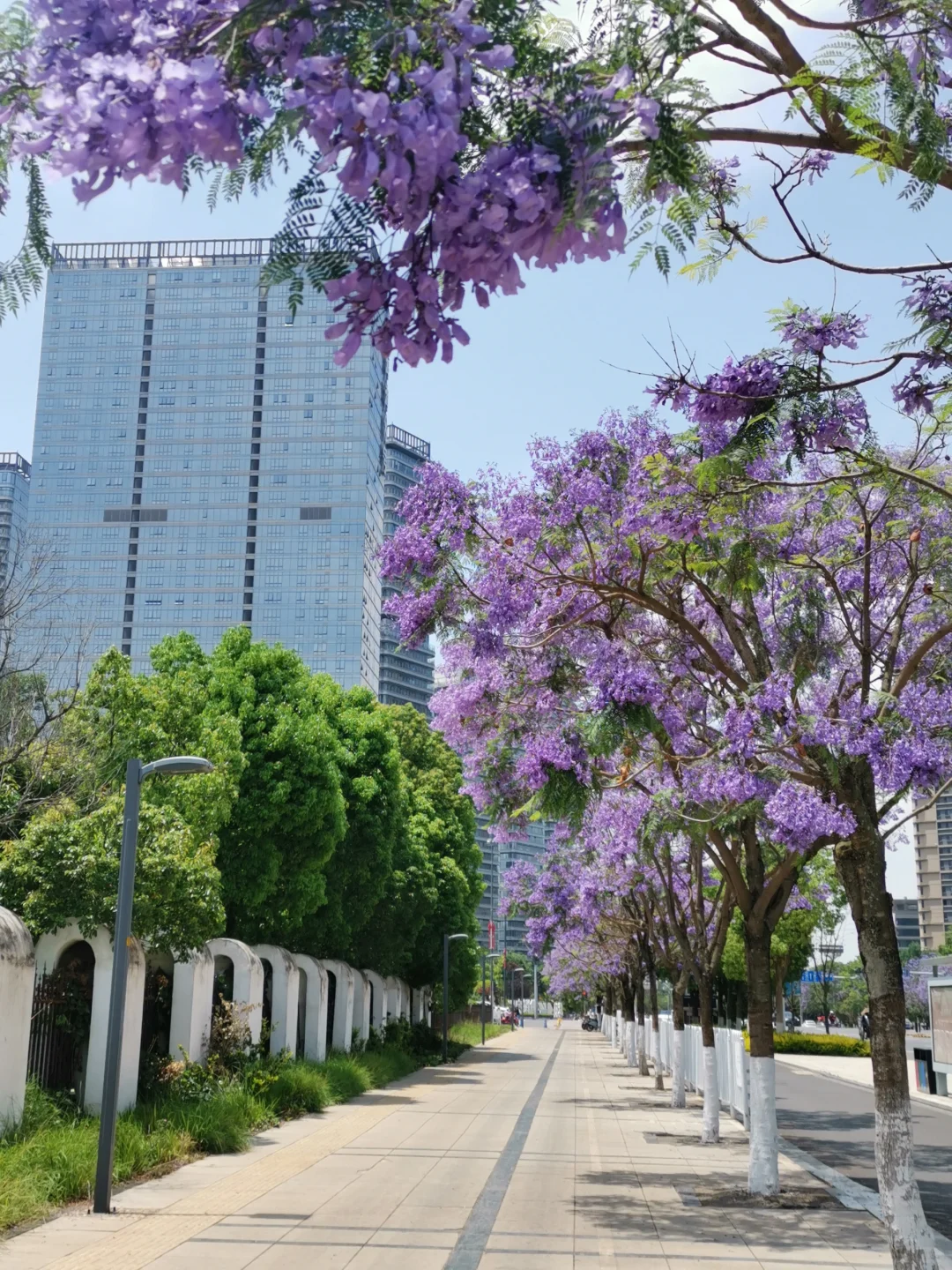 25.05.12滇池路会展中心蓝花楹