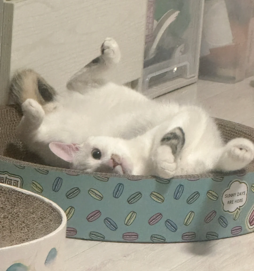 今年的它博会挺失望的！