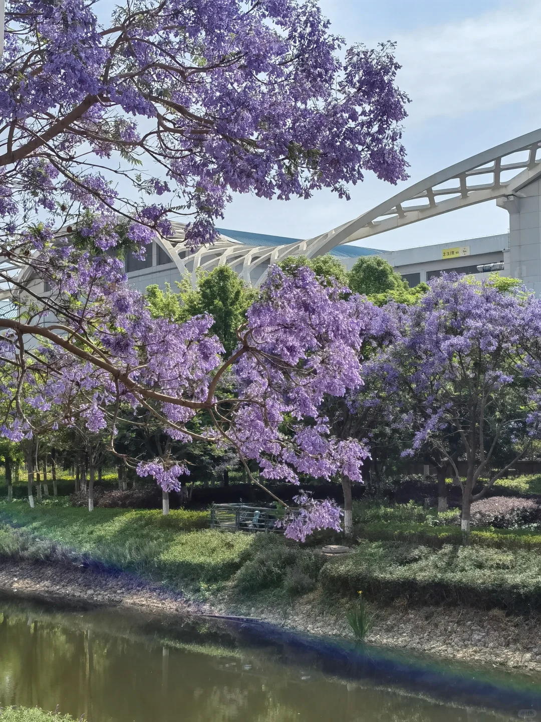 25.05.12滇池路会展中心蓝花楹