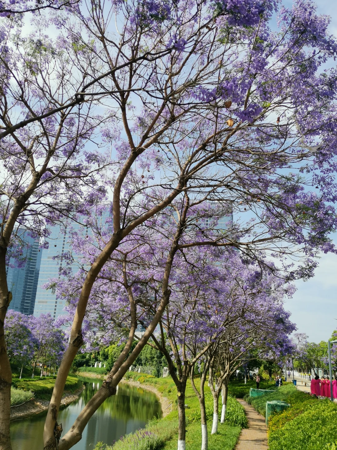 25.05.12滇池路会展中心蓝花楹