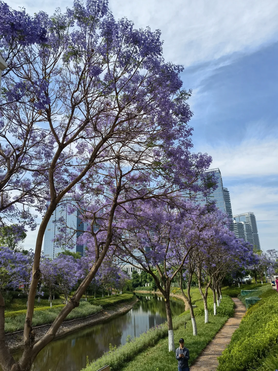 25.05.12滇池路会展中心蓝花楹