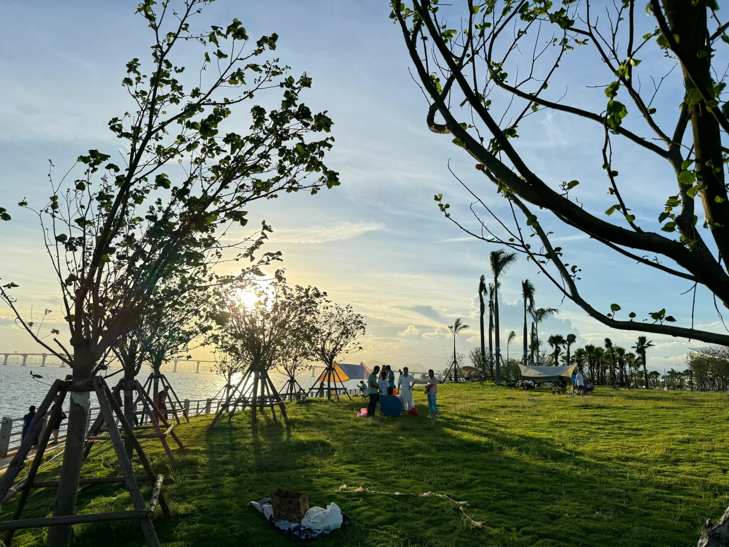 厦门新会展沙滩决绝子