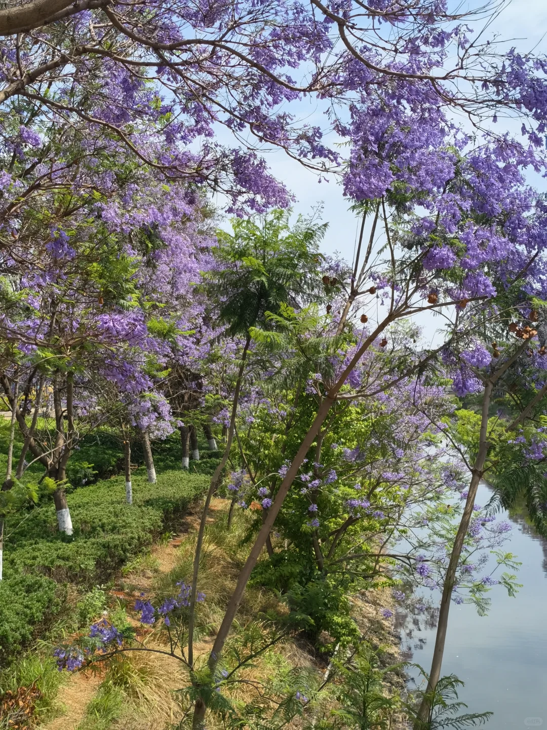 25.05.12滇池路会展中心蓝花楹