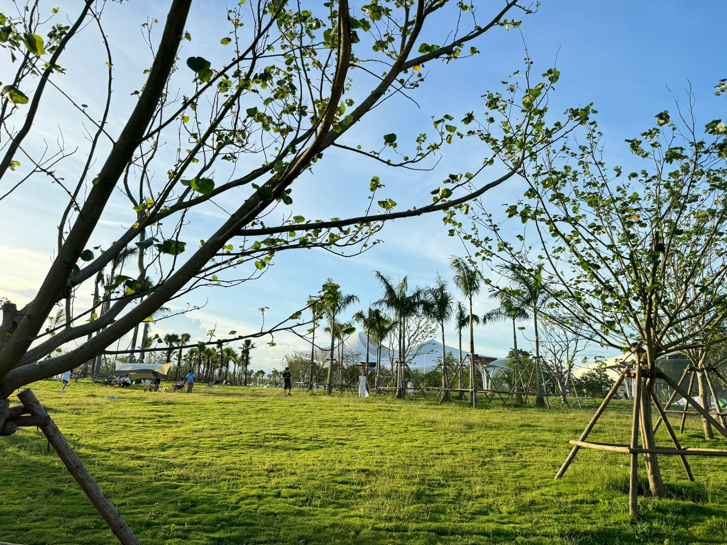 厦门新会展沙滩决绝子