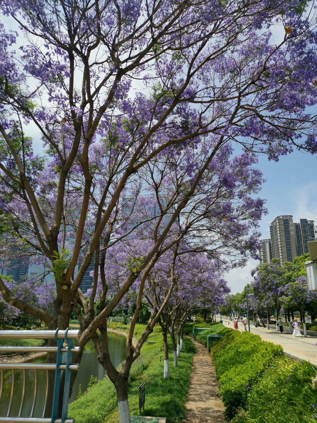 25.05.12滇池路会展中心蓝花楹