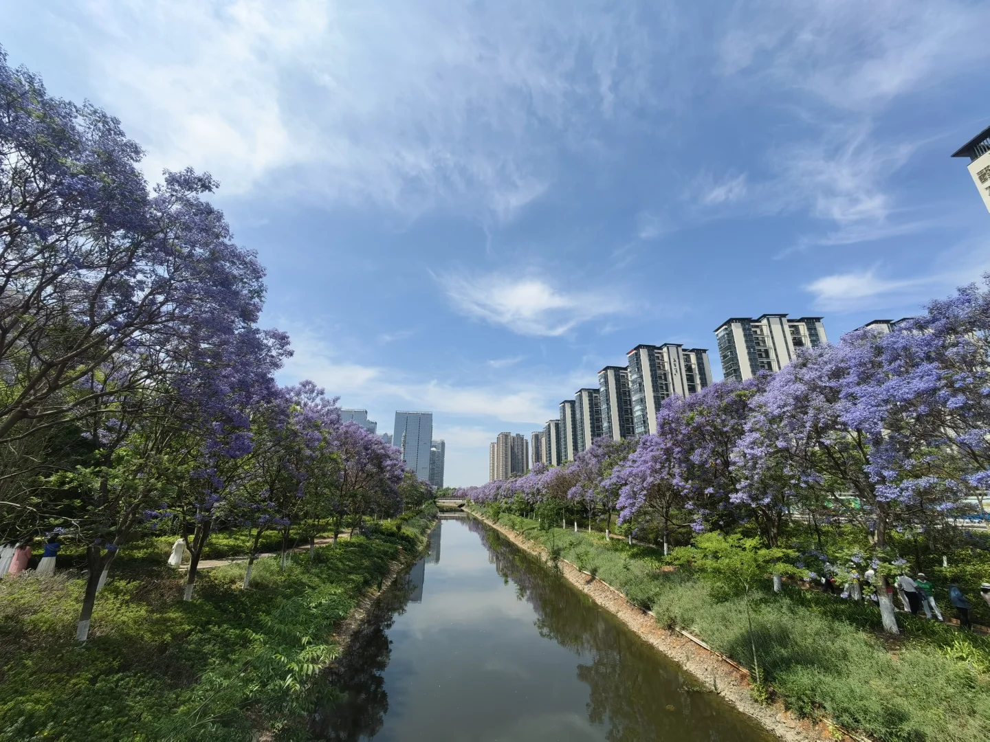 25.05.12滇池路会展中心蓝花楹