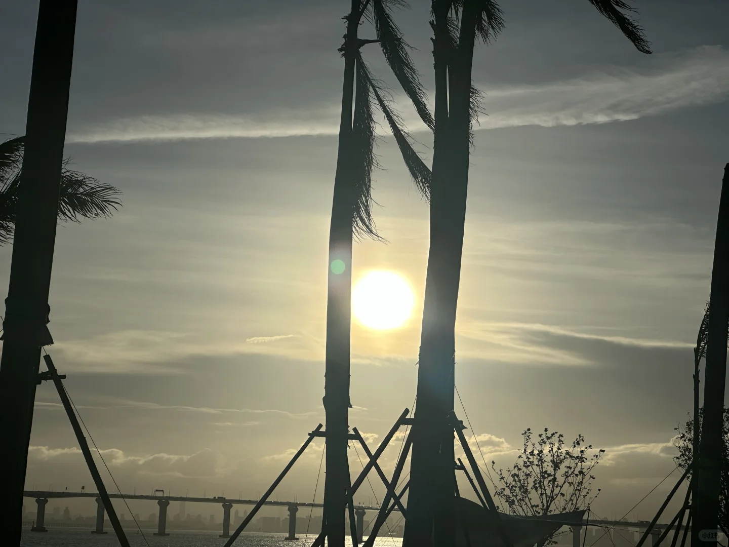 厦门新会展沙滩决绝子