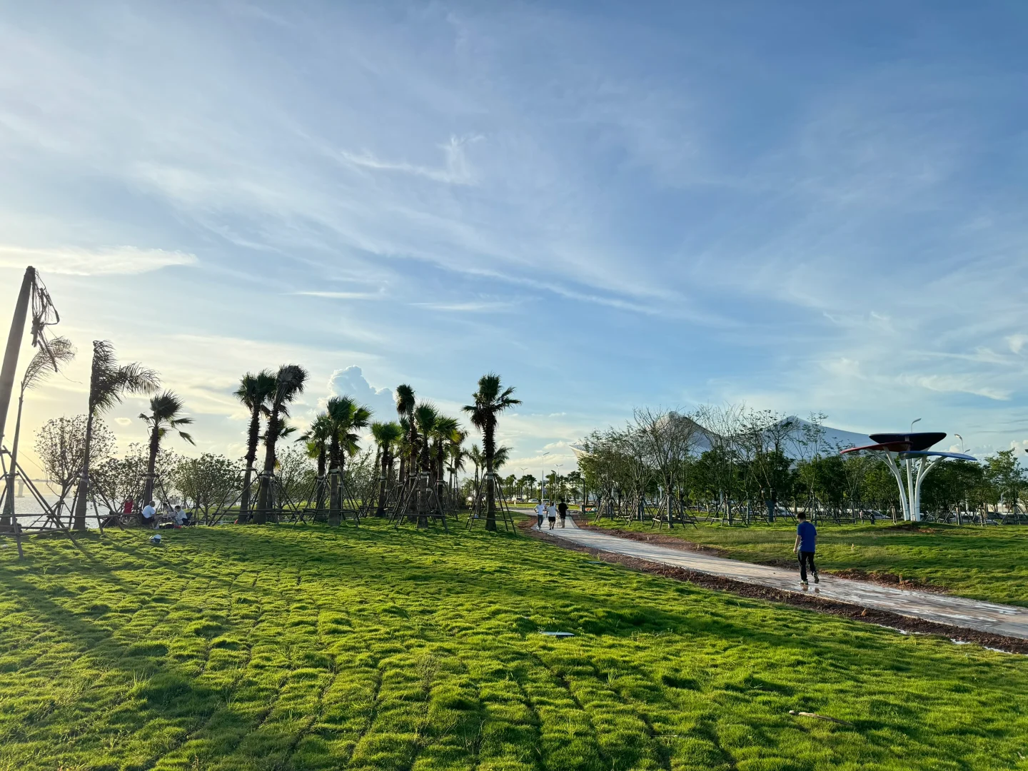 厦门新会展沙滩决绝子