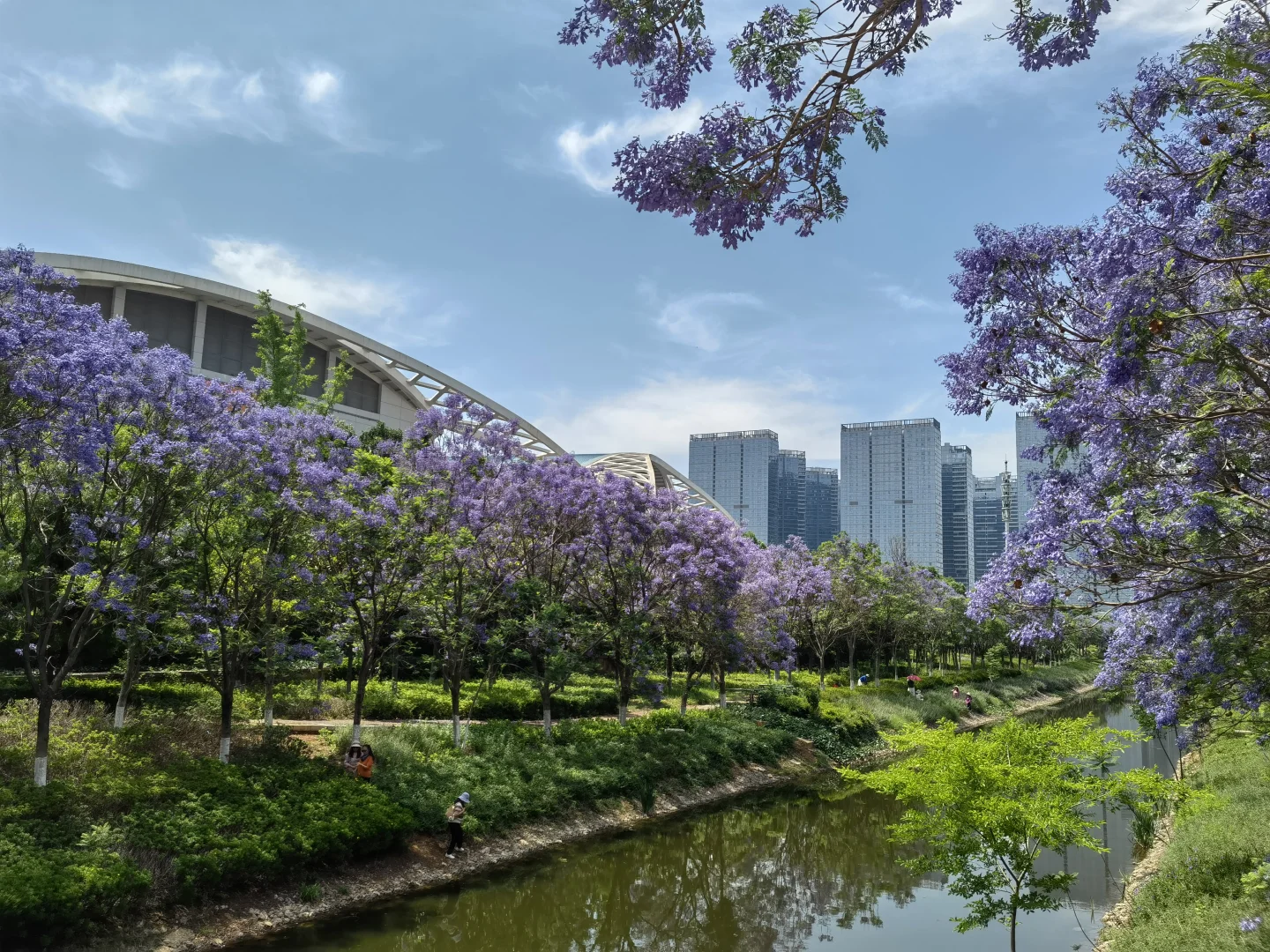 25.05.12滇池路会展中心蓝花楹