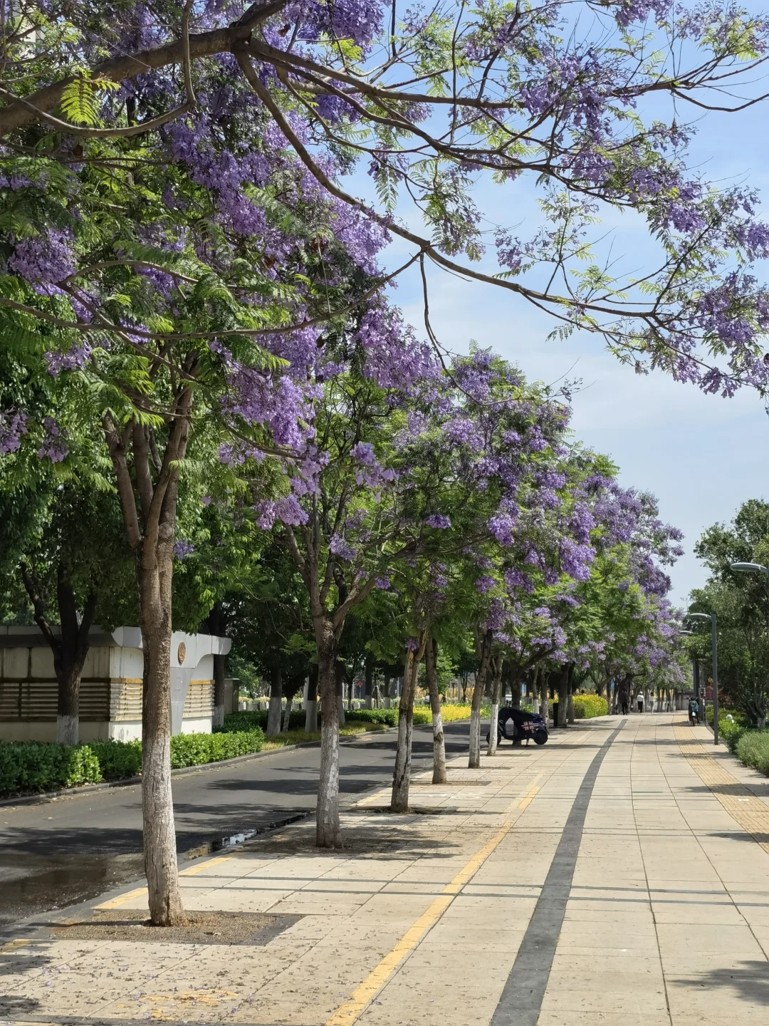 25.05.12滇池路会展中心蓝花楹