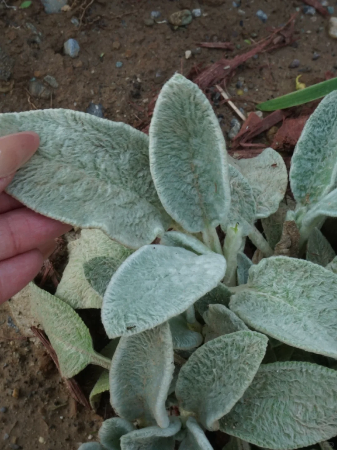 国际月季大会 北京门头沟 详细游览记录