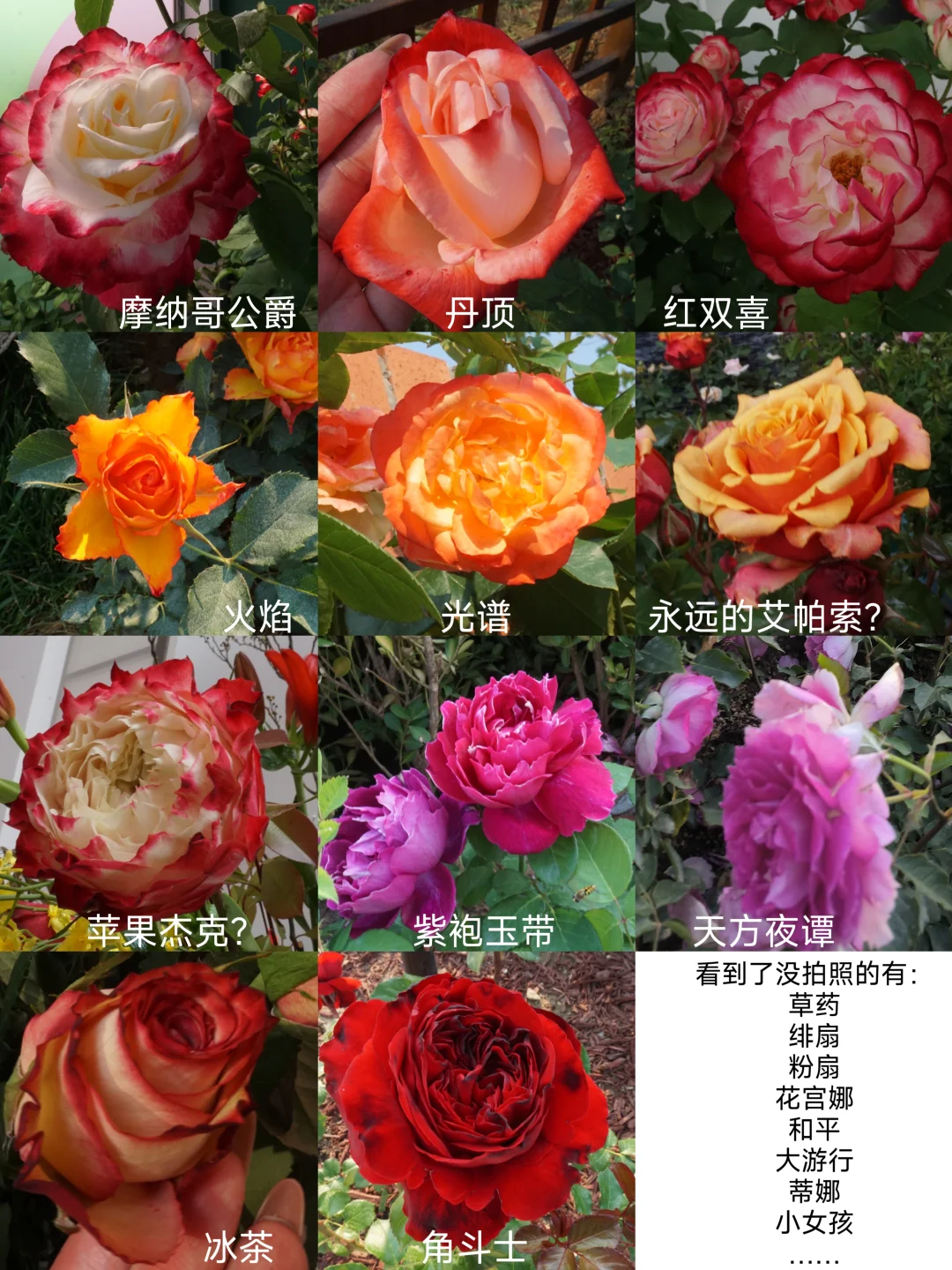 国际月季大会 北京门头沟 详细游览记录