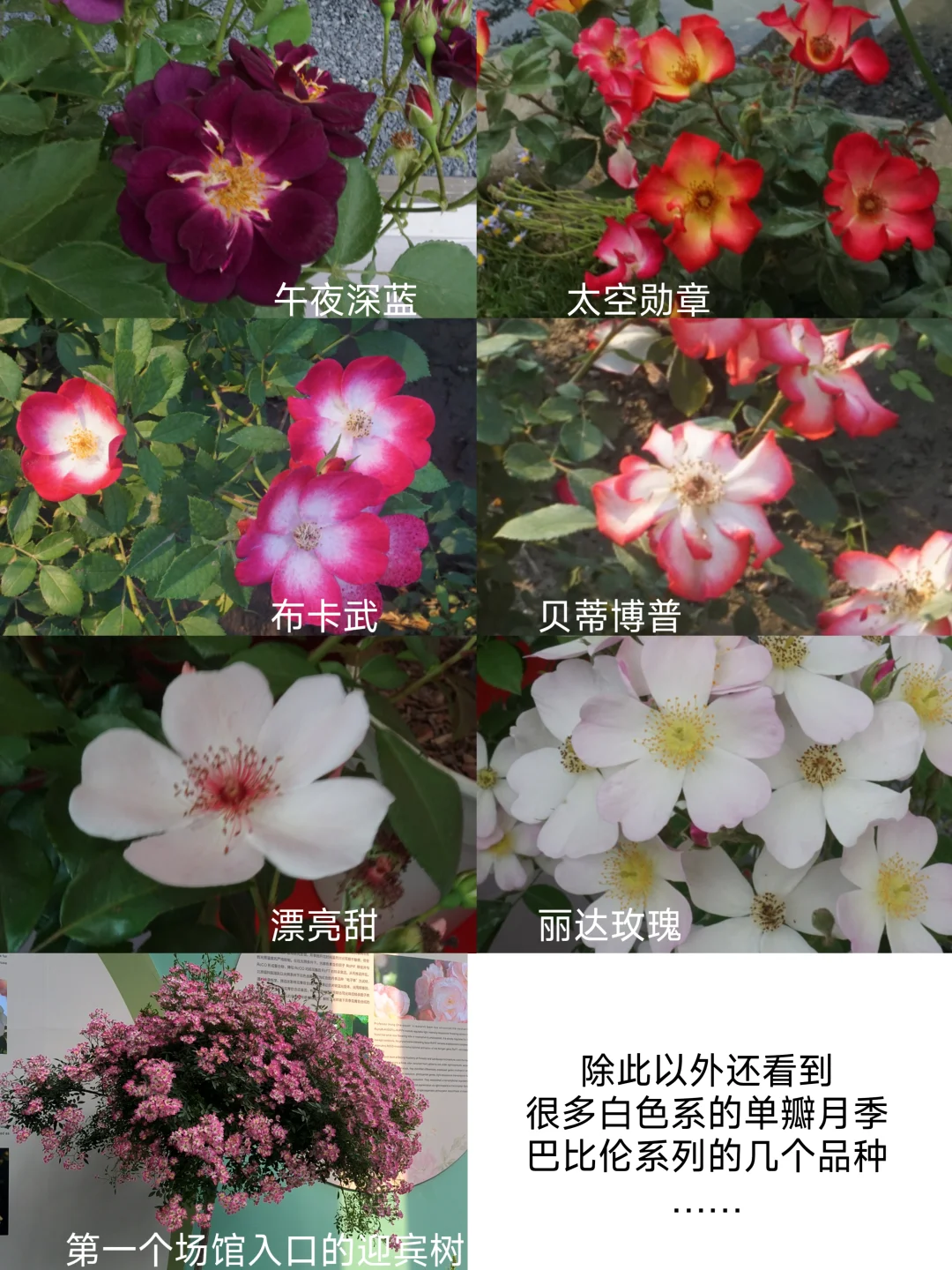 国际月季大会 北京门头沟 详细游览记录