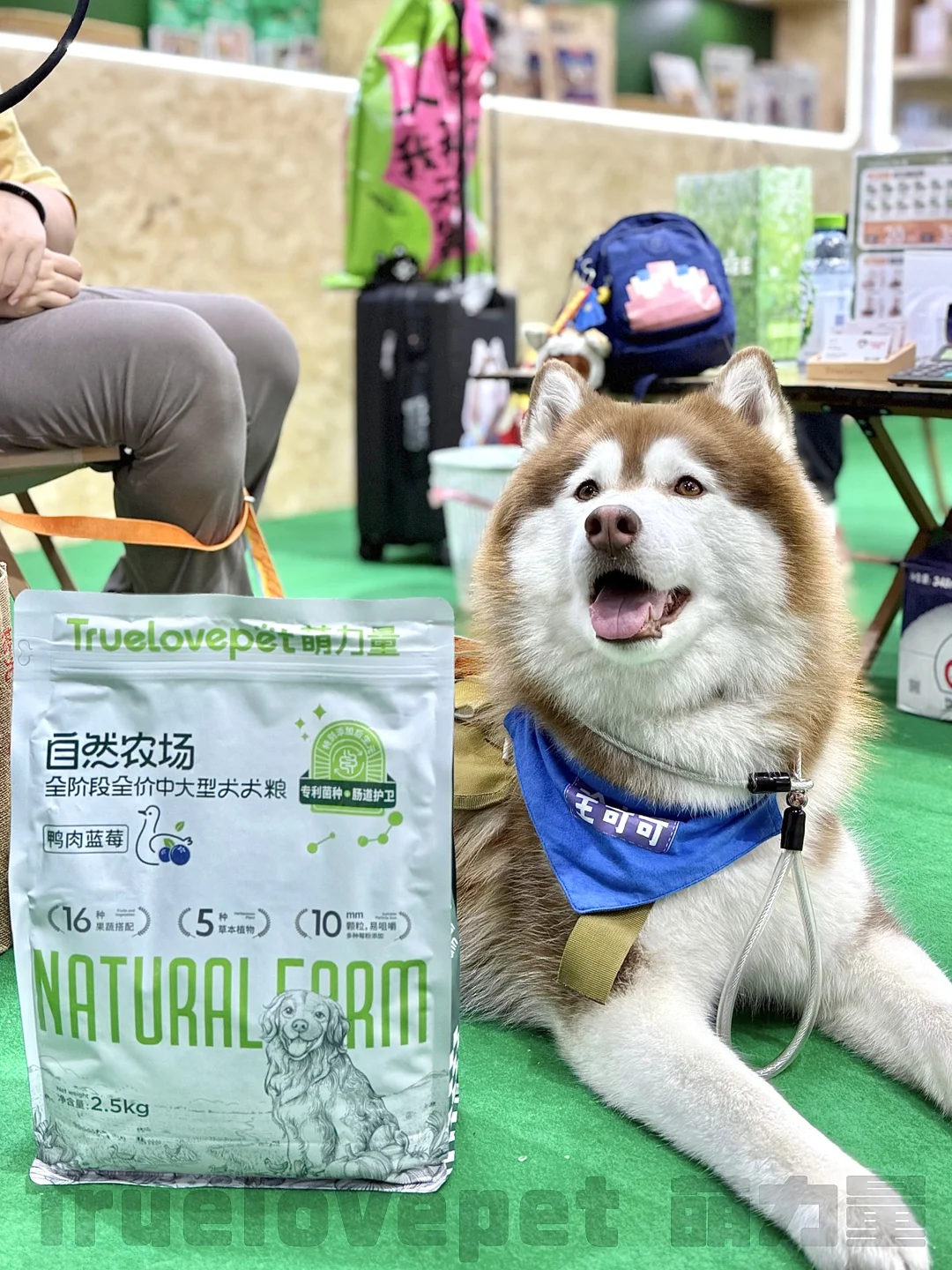 ?展会上的代言汪们！太会营业啦！