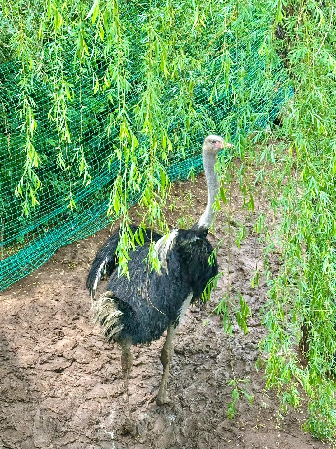 青岛市区！！被严重低估的遛娃圣地???