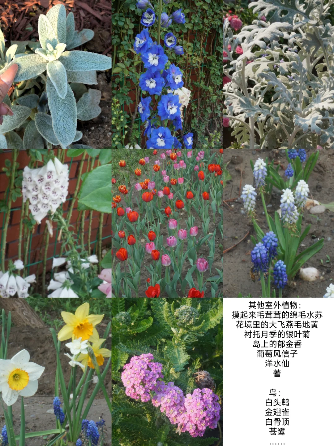 国际月季大会 北京门头沟 详细游览记录