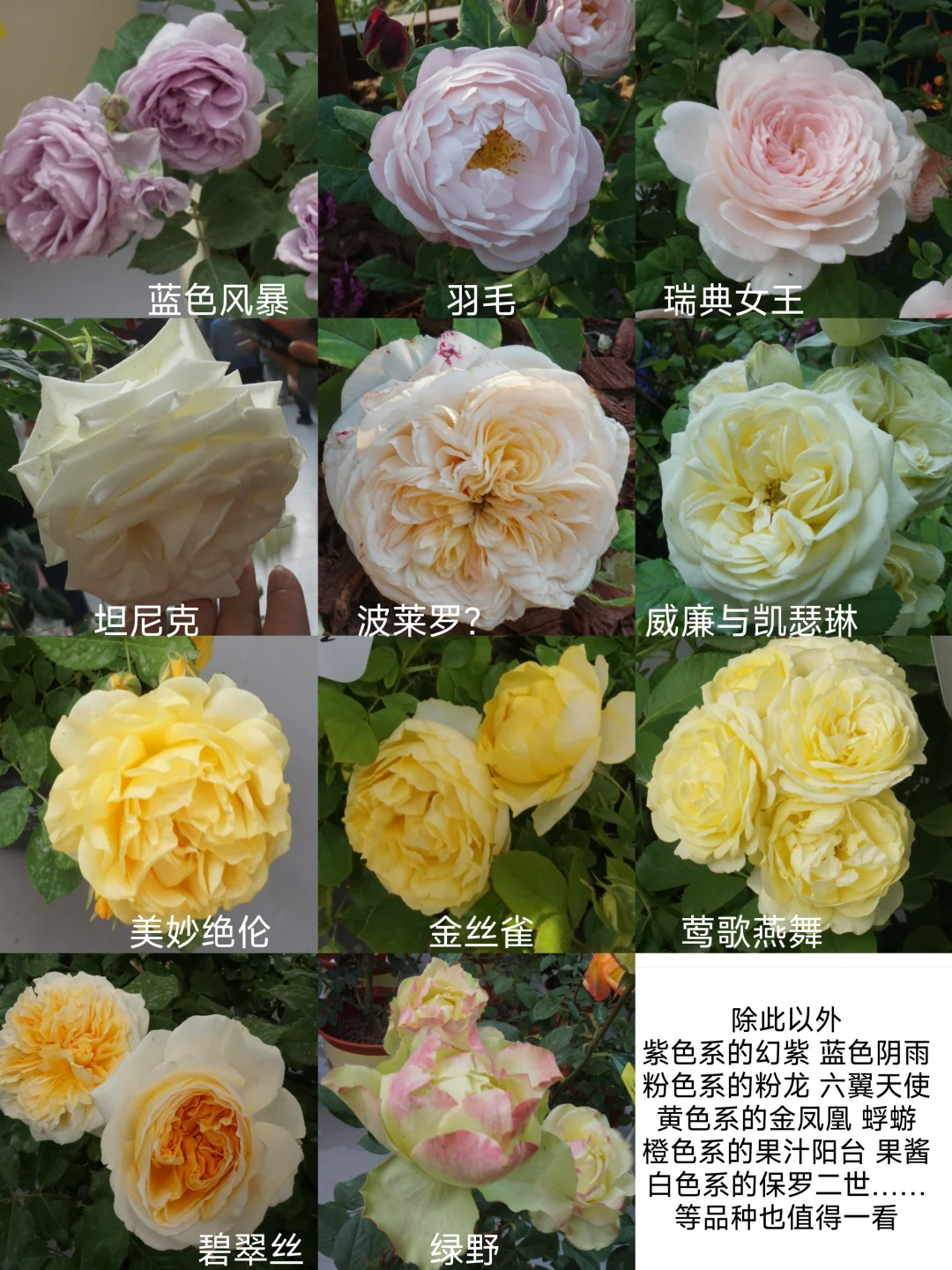 国际月季大会 北京门头沟 详细游览记录