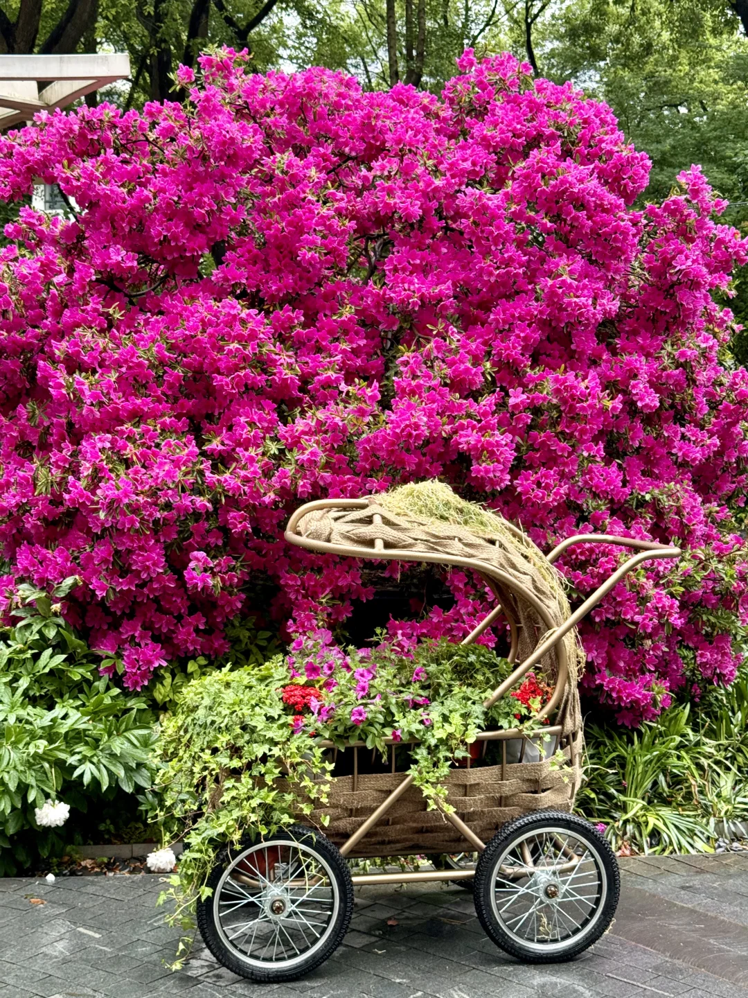 不是莫奈花园❗️是上海国际花展‼️最后❸天冲