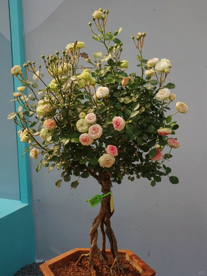 国际月季大会 北京门头沟 详细游览记录