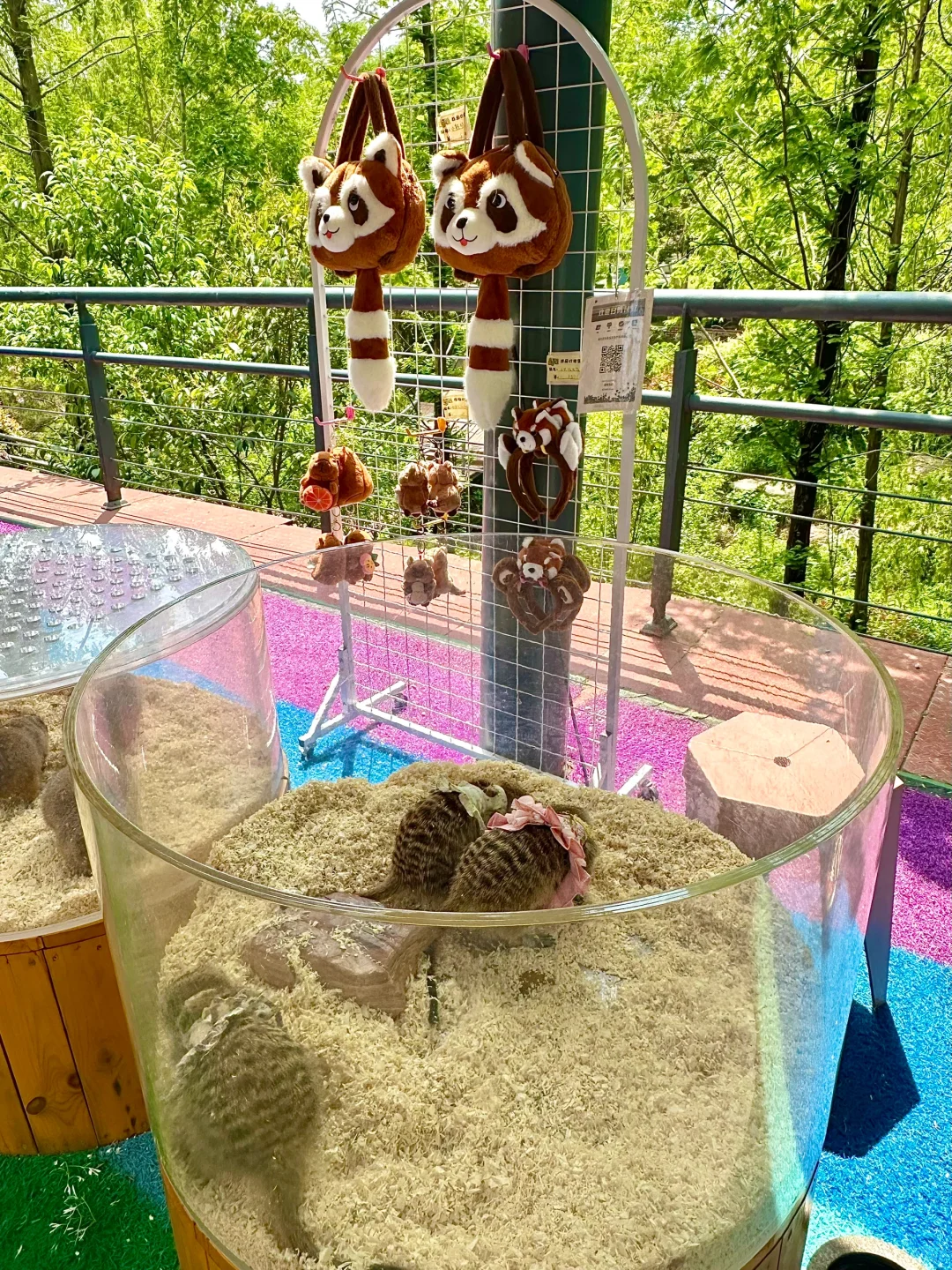 青岛市区！！被严重低估的遛娃圣地???