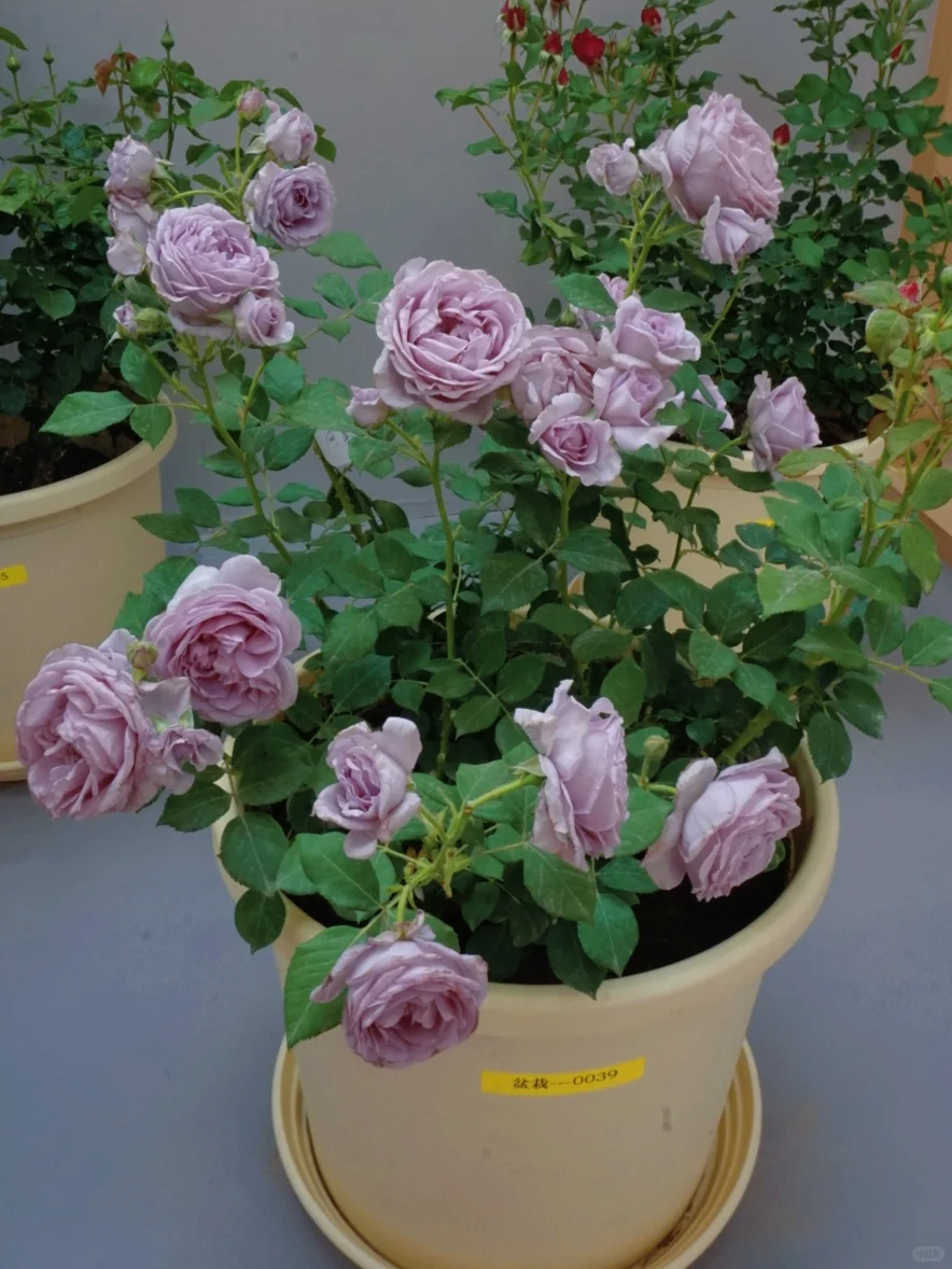 国际月季大会 北京门头沟 详细游览记录