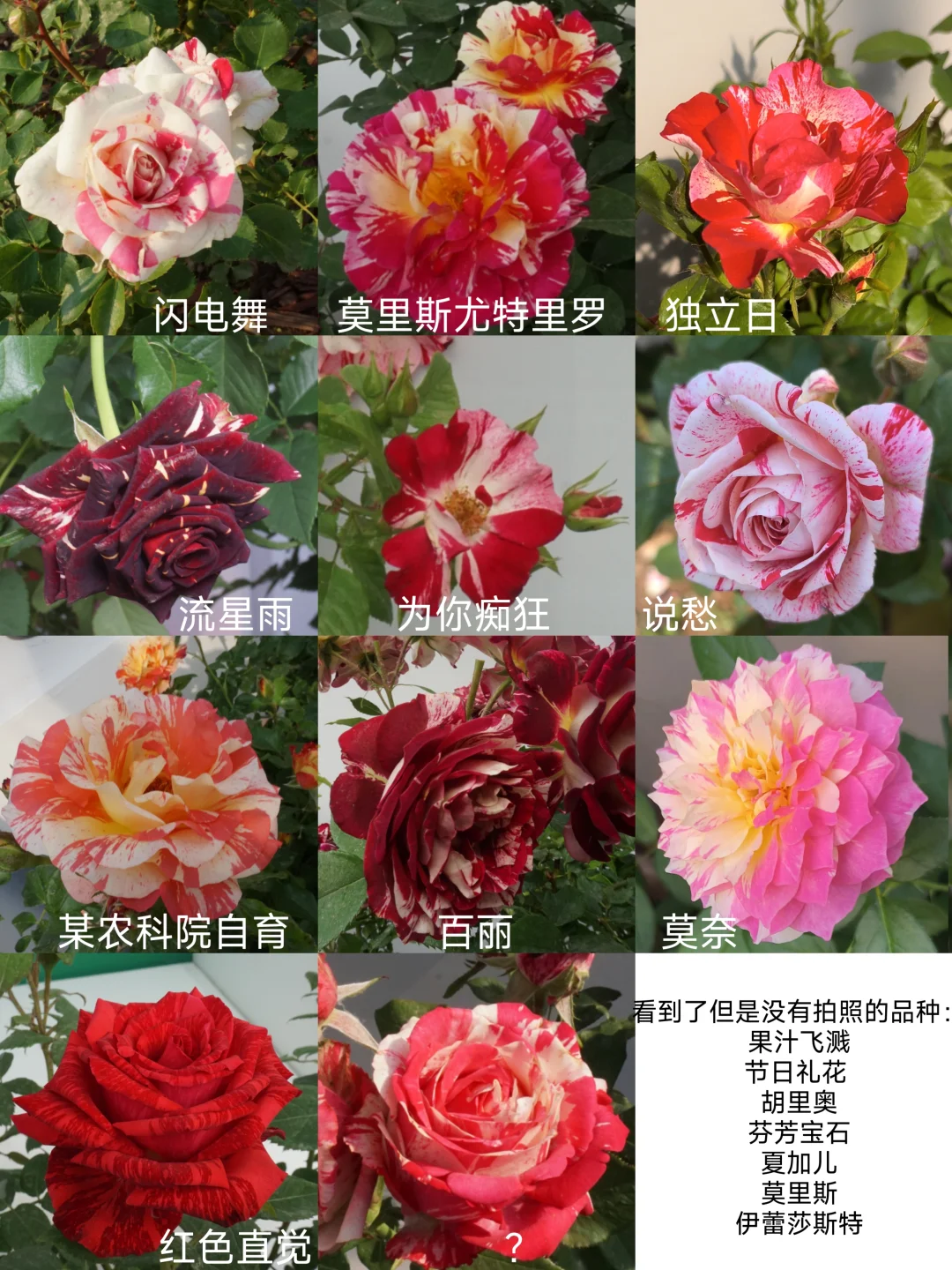 国际月季大会 北京门头沟 详细游览记录