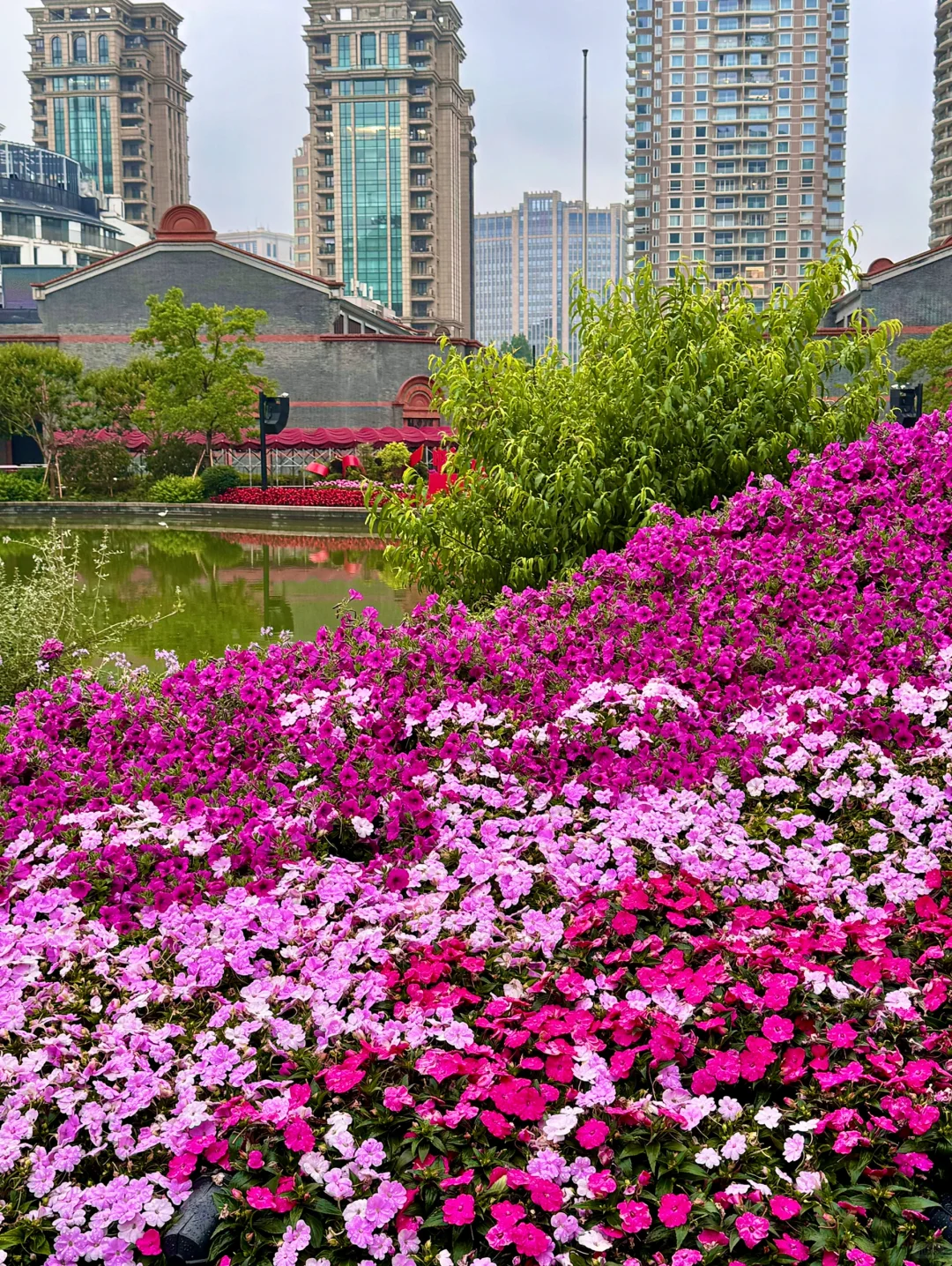 不是莫奈花园❗️是上海国际花展‼️最后❸天冲