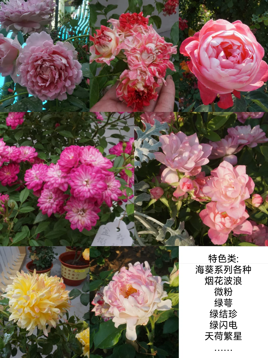 国际月季大会 北京门头沟 详细游览记录