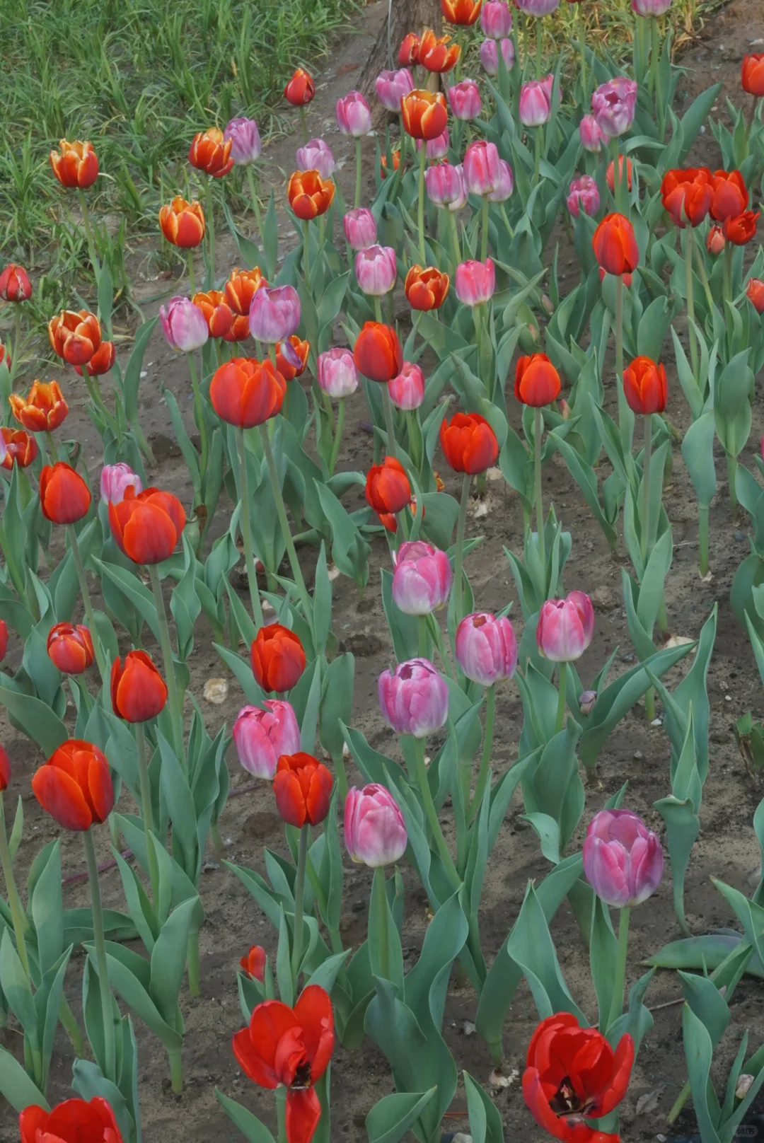 国际月季大会 北京门头沟 详细游览记录