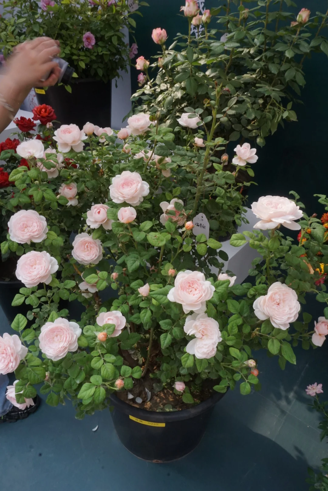 国际月季大会 北京门头沟 详细游览记录