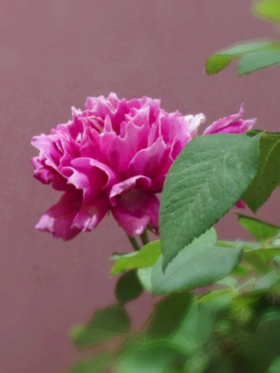 国际月季大会 北京门头沟 详细游览记录