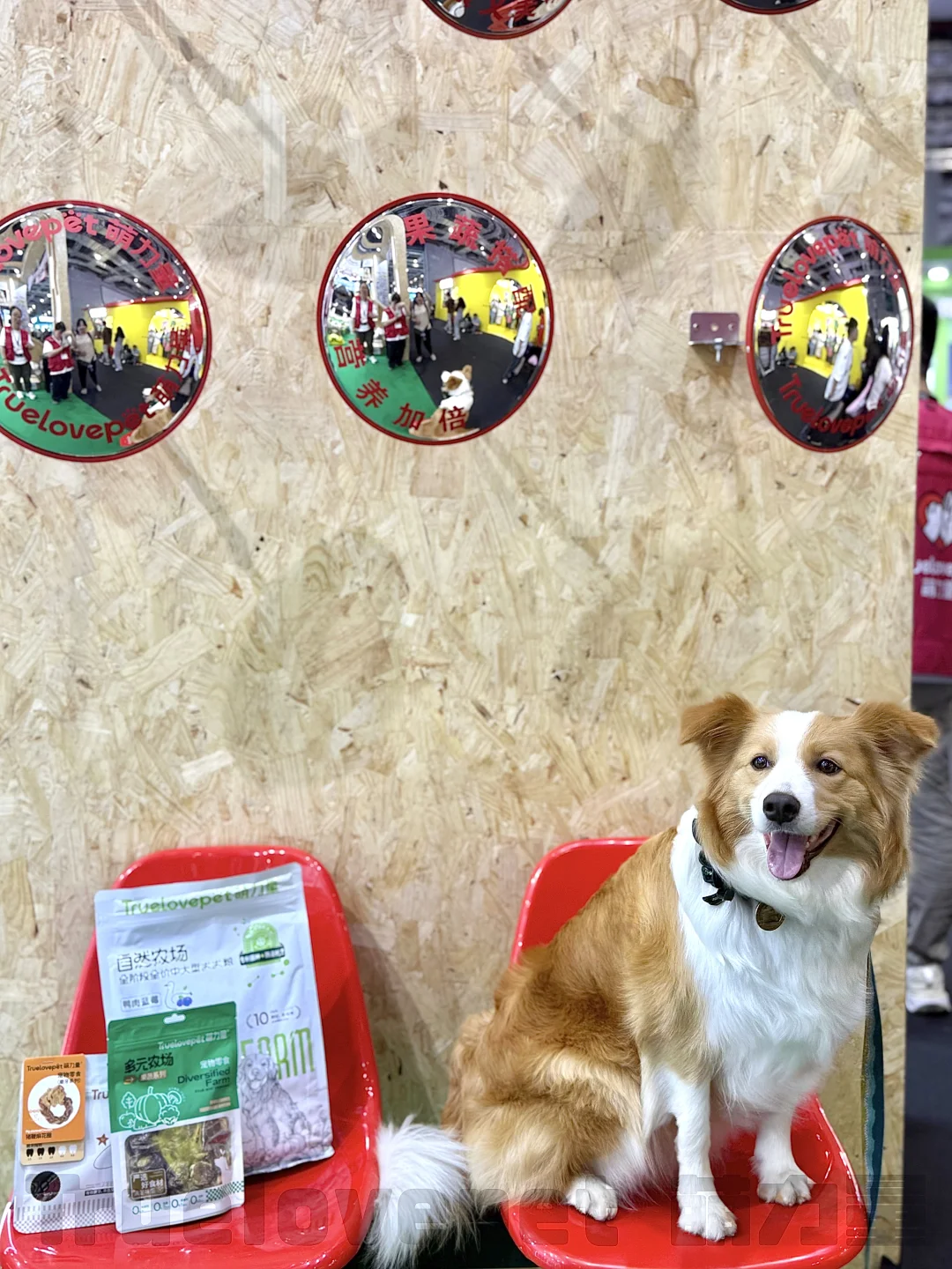 ?展会上的代言汪们！太会营业啦！