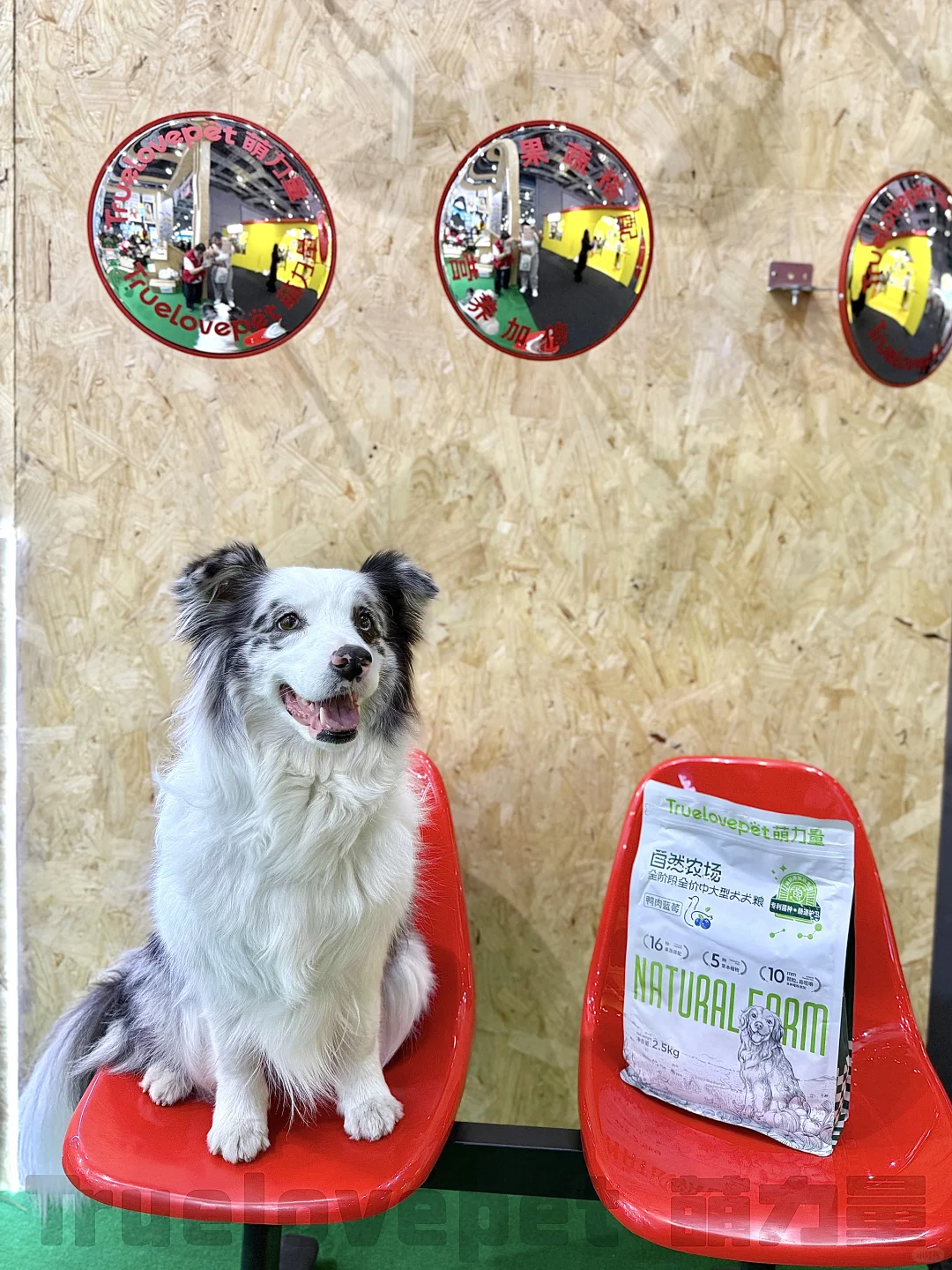 ?展会上的代言汪们！太会营业啦！