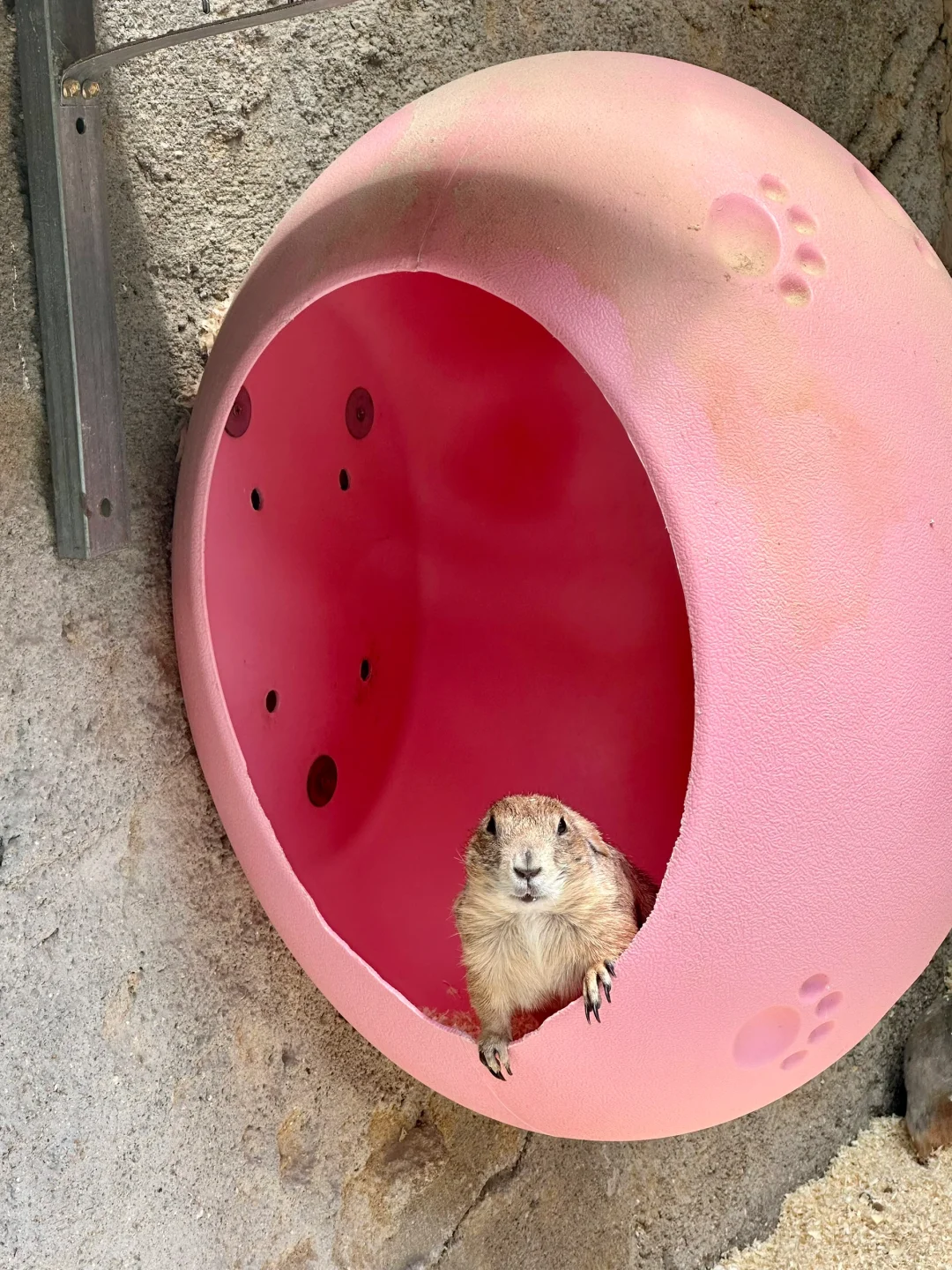 青岛市区！！被严重低估的遛娃圣地???