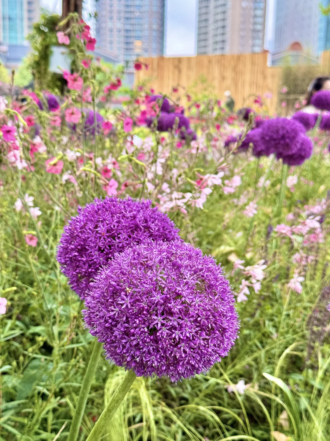 不是莫奈花园❗️是上海国际花展‼️最后❸天冲