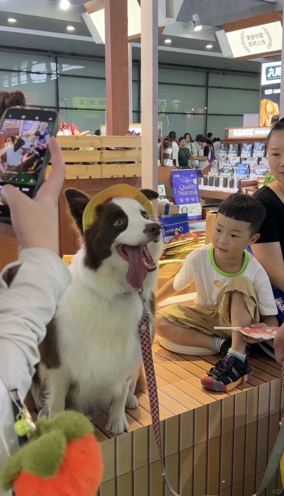 免费送票！2025杭州世宠会门票宠粉0元购！！