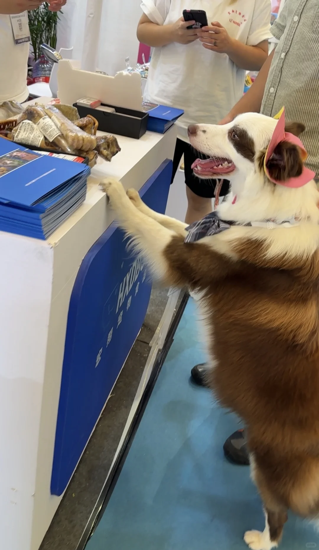 免费送票！2025杭州世宠会门票宠粉0元购！！