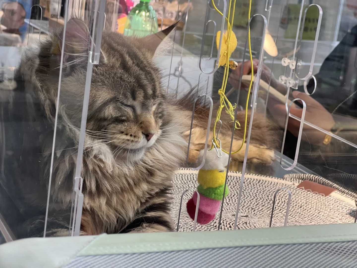 鸿威 世界 宠物博览会