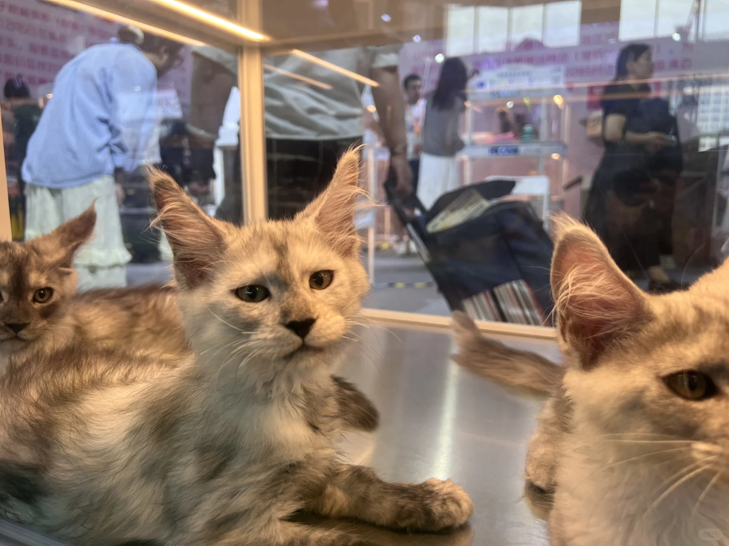 鸿威 世界 宠物博览会