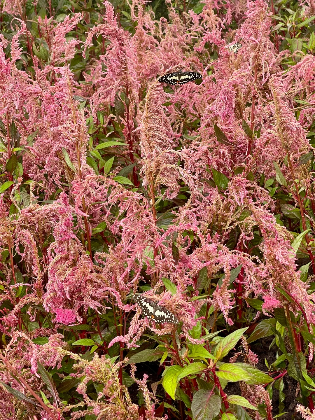 ??五月曼谷最Local的博览会还有两天