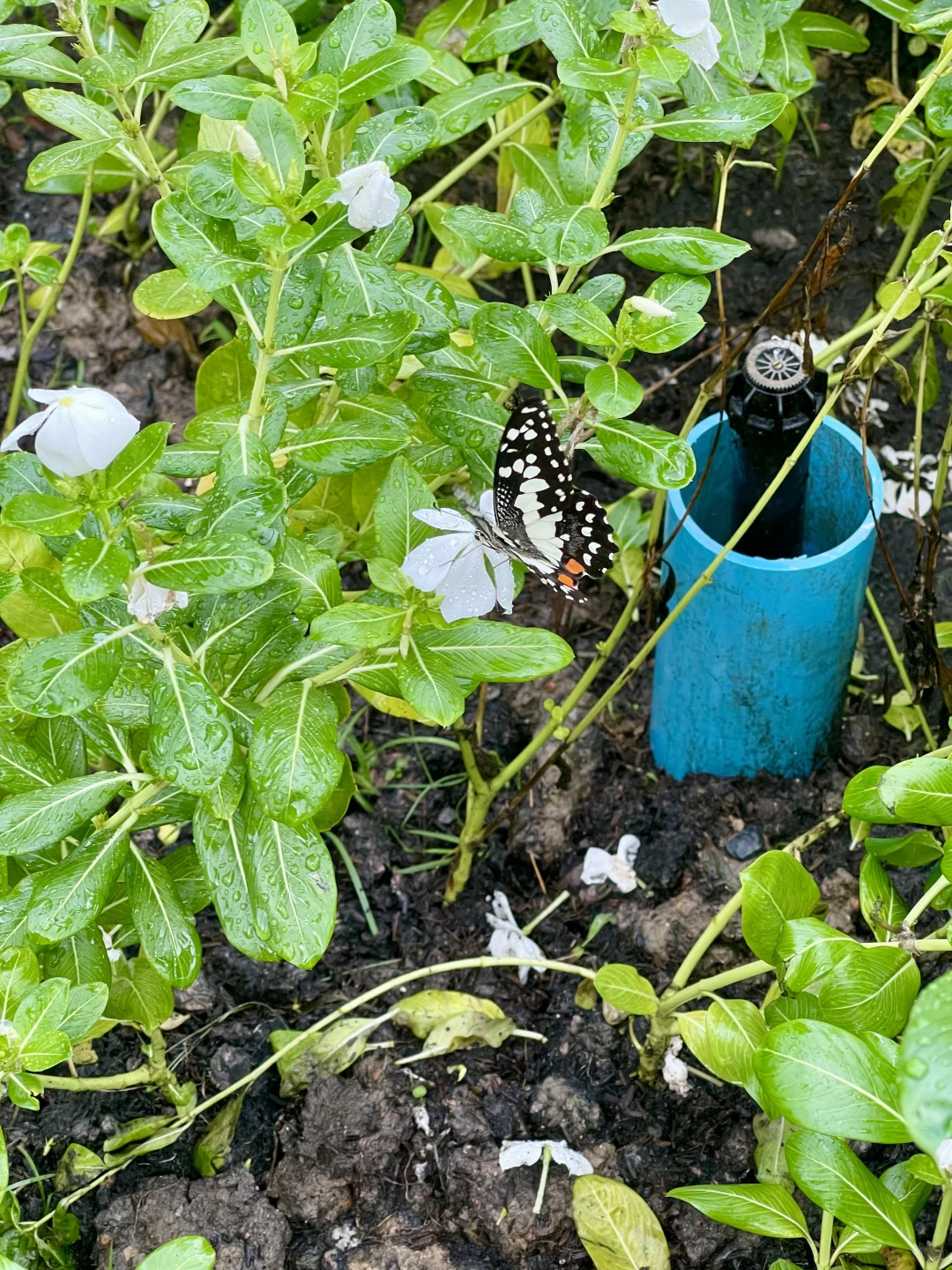 ??五月曼谷最Local的博览会还有两天