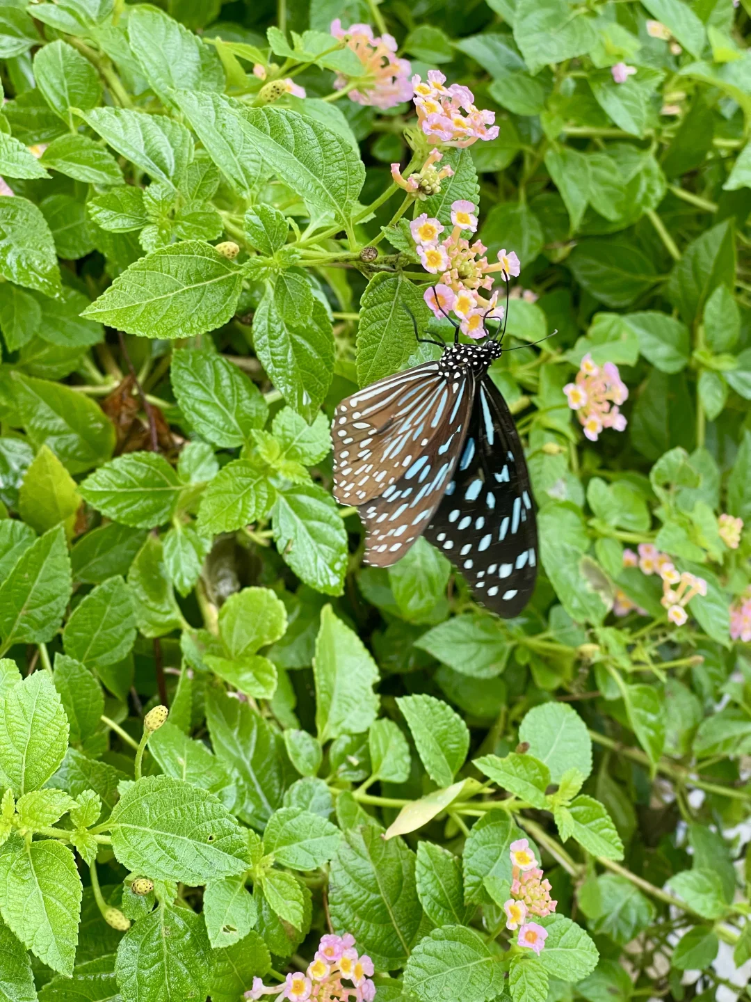 ??五月曼谷最Local的博览会还有两天
