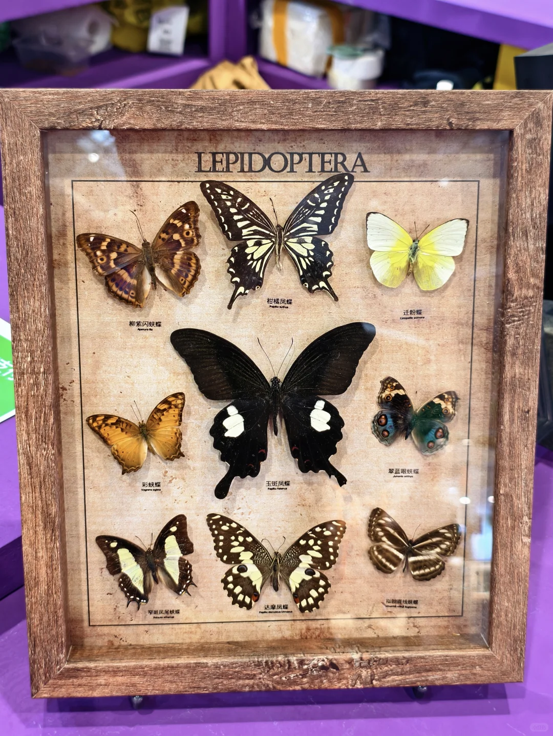 南京?矿物宝石博览会 ?